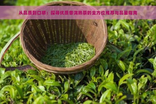 从品质到口感：探寻优质普洱熟茶的全方位推荐与品鉴指南