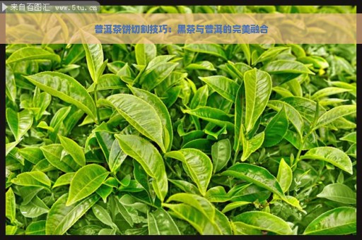 普洱茶饼切割技巧：黑茶与普洱的完美融合