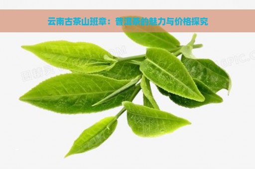 云南古茶山班章：普洱茶的魅力与价格探究