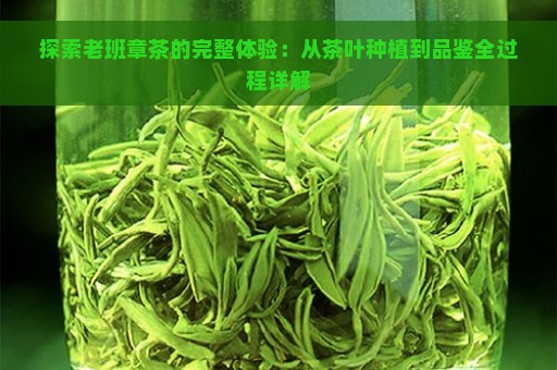 探索老班章茶的完整体验：从茶叶种植到品鉴全过程详解