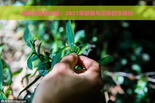 老班章茶青价格：2021年新茶与旧茶的市场价