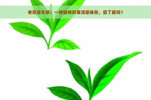 老班章木茶：一种独特的普洱茶体验，你了解吗？