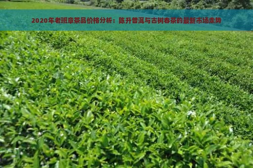 2020年老班章茶品价格分析：陈升普洱与古树春茶的最新市场走势