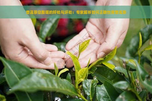 普洱茶空腹喝的好处与坏处：专家解析如何正确饮用普洱茶