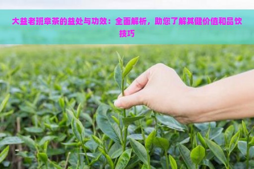 大益老班章茶的益处与功效：全面解析，助您了解其健价值和品饮技巧