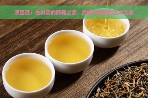 源普洱：古树茶的醇美之源，品鉴与感受的艺术之旅