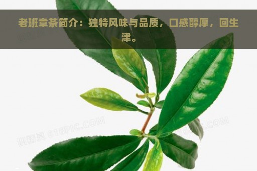 老班章茶简介：独特风味与品质，口感醇厚，回生津。