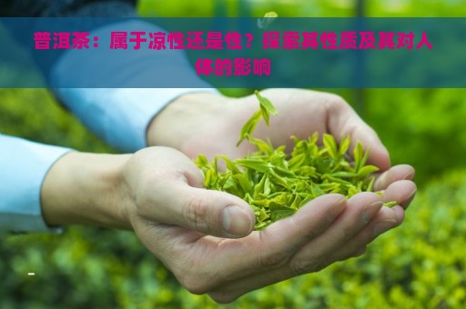 普洱茶：属于凉性还是性？探索其性质及其对人体的影响