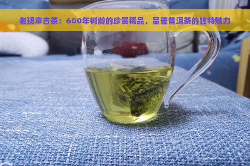 老班章古茶：600年树龄的珍贵稀品，品鉴普洱茶的独特魅力