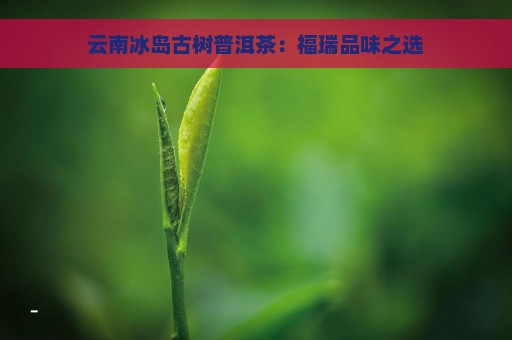 云南冰岛古树普洱茶：福瑞品味之选