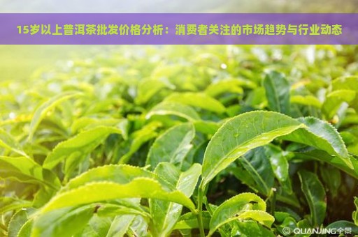 15岁以上普洱茶批发价格分析：消费者关注的市场趋势与行业动态