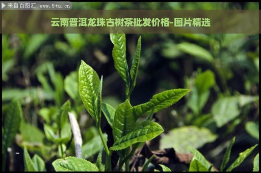 云南普洱龙珠古树茶批发价格-图片精选