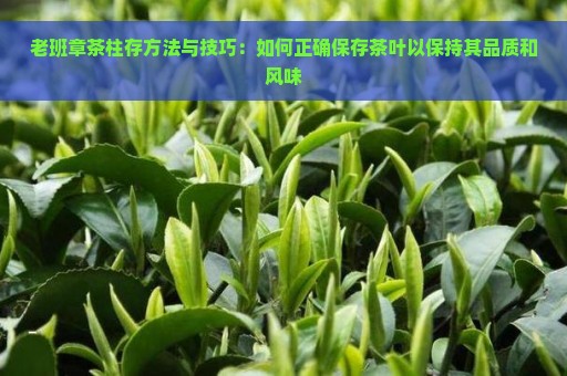 老班章茶柱存方法与技巧：如何正确保存茶叶以保持其品质和风味