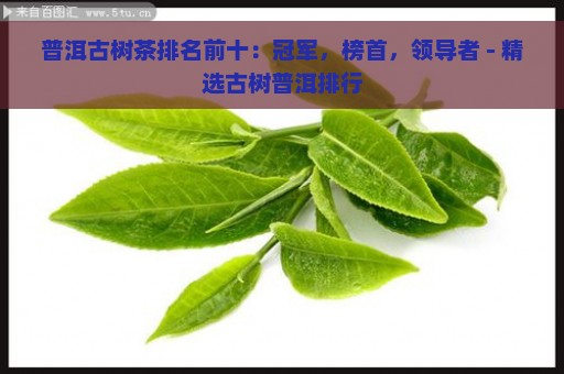 普洱古树茶排名前十：冠军，榜首，领导者 - 精选古树普洱排行