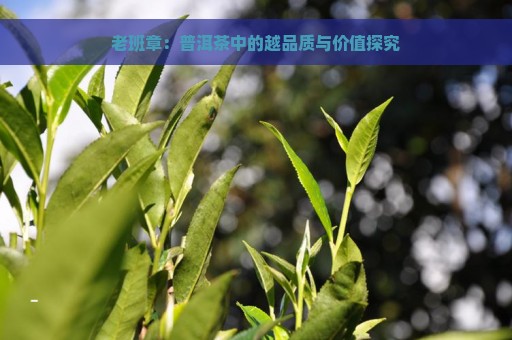 老班章：普洱茶中的越品质与价值探究