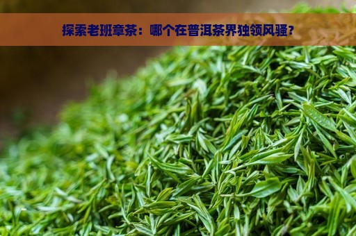 探索老班章茶：哪个在普洱茶界独领风骚？