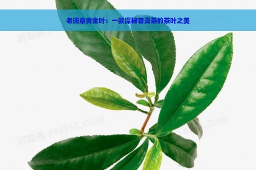 老班章黄金叶：一款探秘普洱茶的茶叶之美