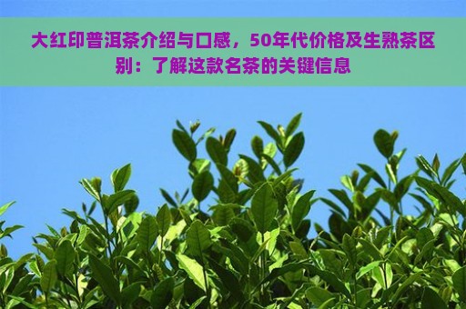 大红印普洱茶介绍与口感，50年代价格及生熟茶区别：了解这款名茶的关键信息