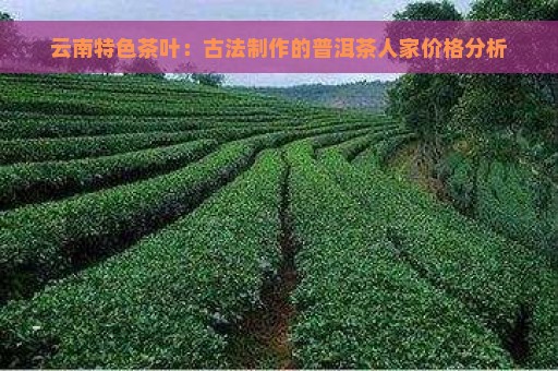 云南特色茶叶：古法制作的普洱茶人家价格分析