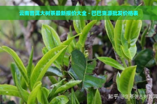 云南普洱大树茶最新报价大全 - 巴巴货源批发价格表