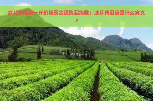 冰片普洱茶一斤价格及合适购买指数：冰片普洱茶是什么含义？