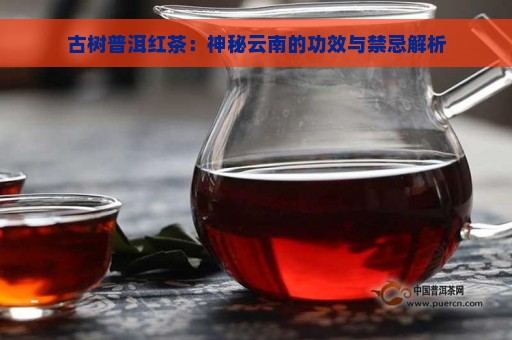 古树普洱红茶：神秘云南的功效与禁忌解析