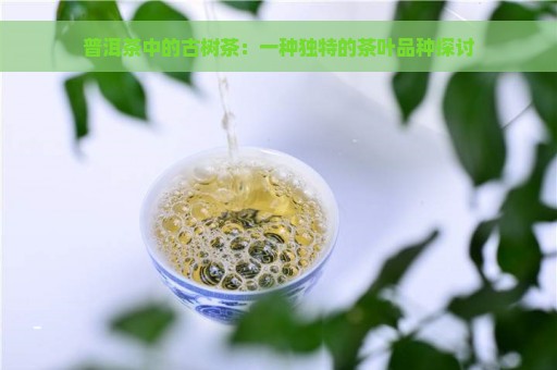 普洱茶中的古树茶：一种独特的茶叶品种探讨