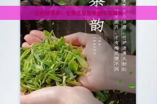 古树普洱茶：生茶还是熟茶的深度解析