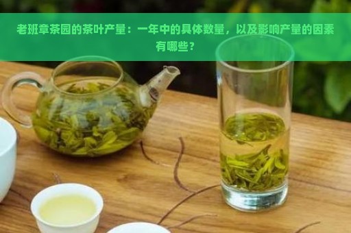 老班章茶园的茶叶产量：一年中的具体数量，以及影响产量的因素有哪些？