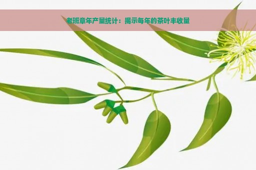 老班章年产量统计：揭示每年的茶叶丰收量