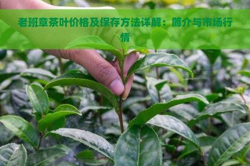 老班章茶叶价格及保存方法详解：简介与市场行情