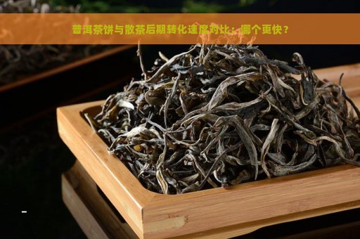 普洱茶饼与散茶后期转化速度对比：哪个更快？