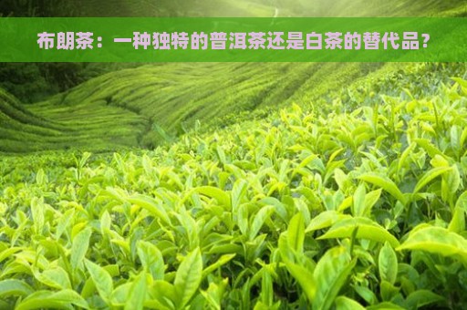 布朗茶：一种独特的普洱茶还是白茶的替代品？