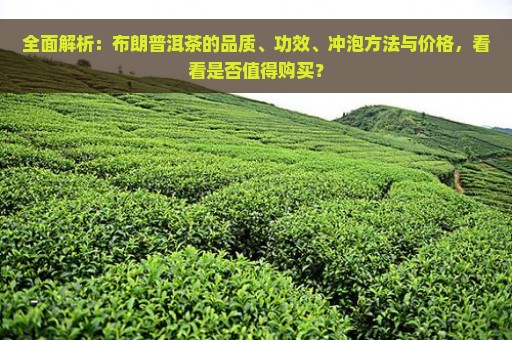 全面解析：布朗普洱茶的品质、功效、冲泡方法与价格，看看是否值得购买？