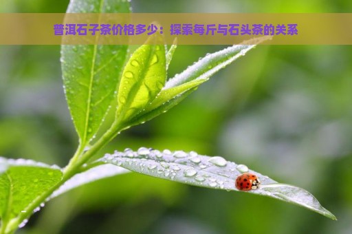 普洱石子茶价格多少：探索每斤与石头茶的关系