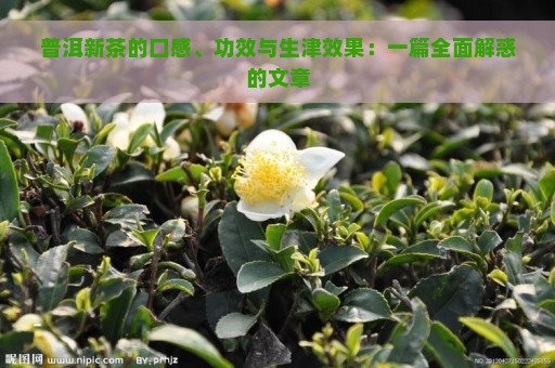 普洱新茶的口感、功效与生津效果：一篇全面解惑的文章