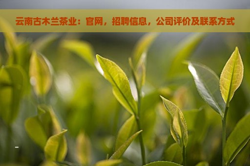 云南古木兰茶业：官网，招聘信息，公司评价及联系方式