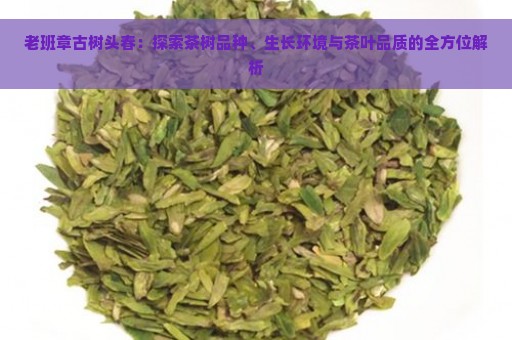 老班章古树头春：探索茶树品种、生长环境与茶叶品质的全方位解析