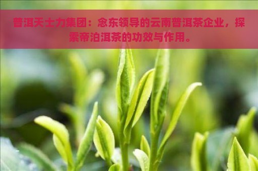 普洱天士力集团：念东领导的云南普洱茶企业，探索帝泊洱茶的功效与作用。