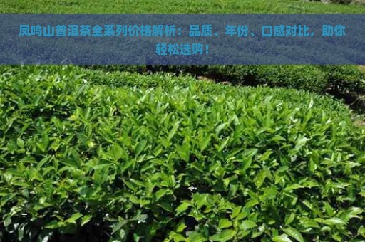 凤鸣山普洱茶全系列价格解析：品质、年份、口感对比，助你轻松选购！