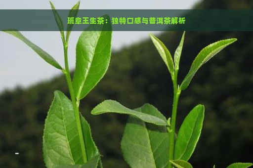 班章王生茶：独特口感与普洱茶解析