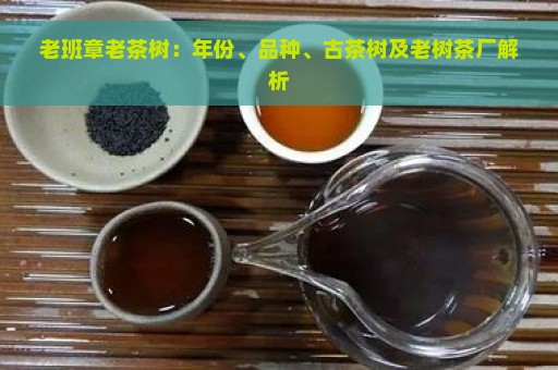 老班章老茶树：年份、品种、古茶树及老树茶厂解析