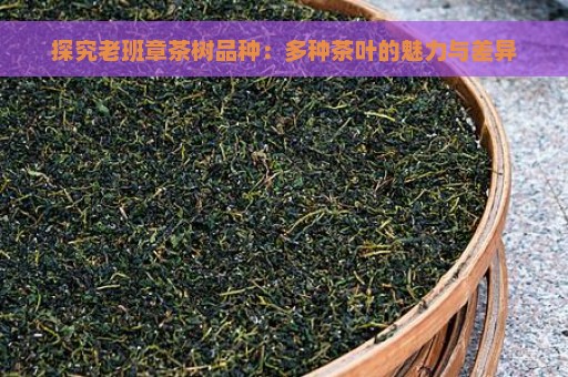 探究老班章茶树品种：多种茶叶的魅力与差异