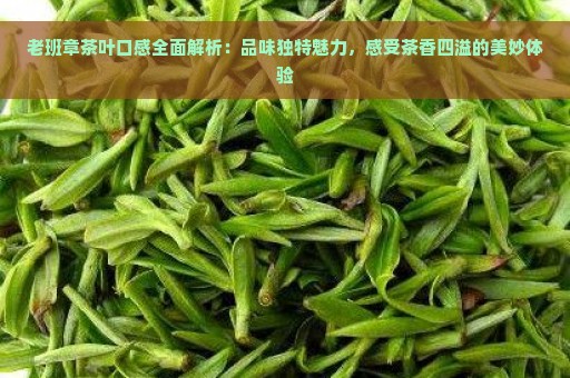 老班章茶叶口感全面解析：品味独特魅力，感受茶香四溢的美妙体验