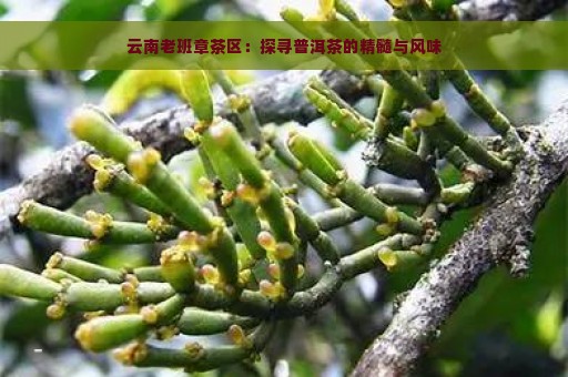 云南老班章茶区：探寻普洱茶的精髓与风味