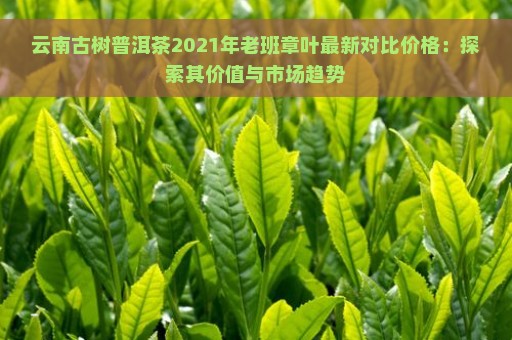 云南古树普洱茶2021年老班章叶最新对比价格：探索其价值与市场趋势