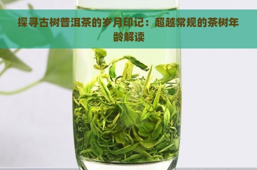 探寻古树普洱茶的岁月印记：超越常规的茶树年龄解读