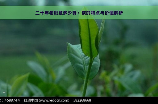 二十年老班章多少钱：茶的特点与价值解析