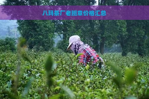 八玛茶厂老班章价格汇总