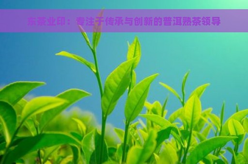 东茶业印：专注于传承与创新的普洱熟茶领导